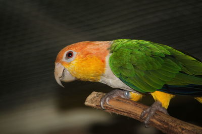 Close-up of parrot perching on wood