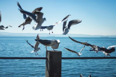 Seagulls flying over railing against sea