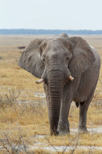 Elephant in a field