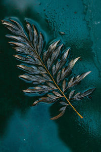 High angle view of feather floating on water