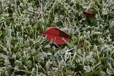 Close-up of red plant on field