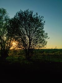 Bare trees on field against sky