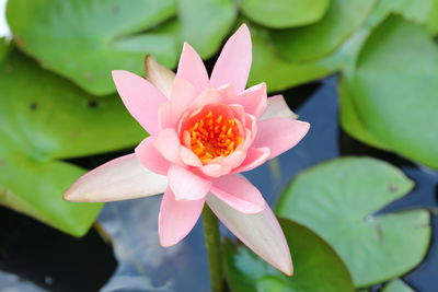 Closeup colorful nymphaea in the pond