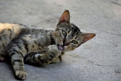 Close-up portrait of a cat lying on footpath