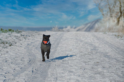 Dogs running on snow covered field