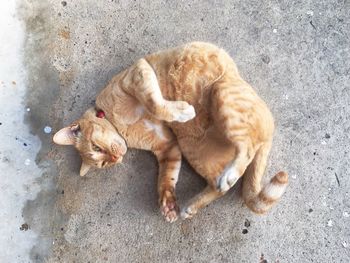 High angle view of cat sleeping