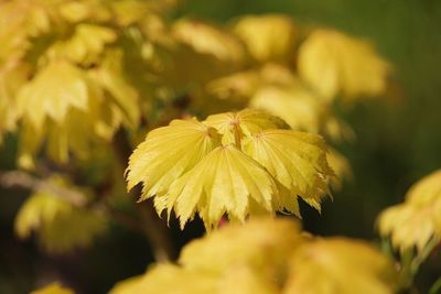 Close-up of flower against blurred background