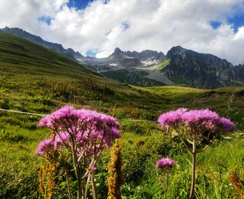 Purple flowering plants on field against sky