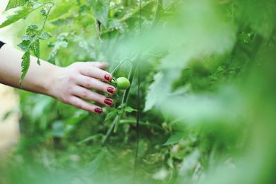 Cropped image of hand holding plant