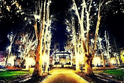 Trees at night