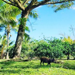 Horse grazing on field against trees