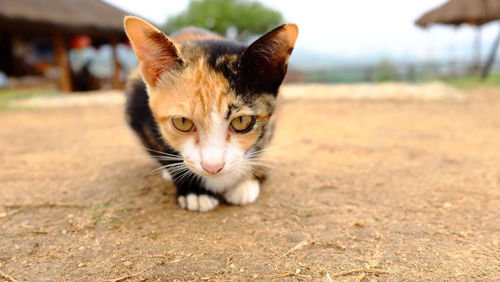 Portrait of cat