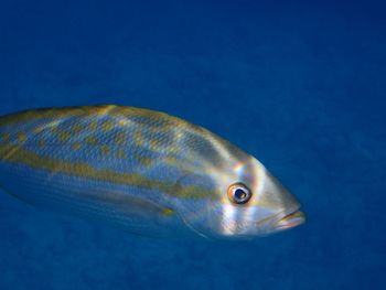 Close-up of fish swimming in sea