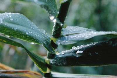 Close-up of raindrops on plant during rainy season