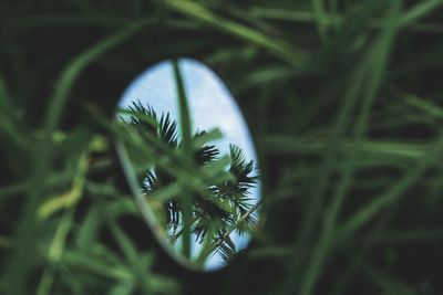 Close-up of grass