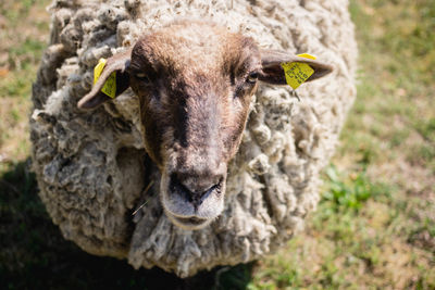 Close-up portrait of sheep on field