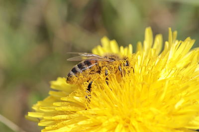 Close-up of butterfly pollinating on yellow flower