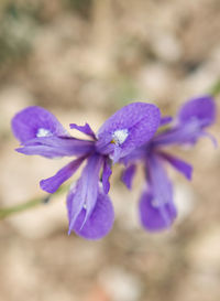 Close-up of purple flower