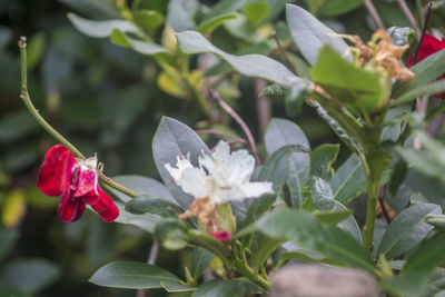 Close-up of flowers blooming outdoors