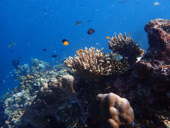 Sea fish with corals in sea, underwater landscape with sea life, blue sea water