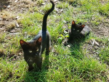 Portrait of a cat on field