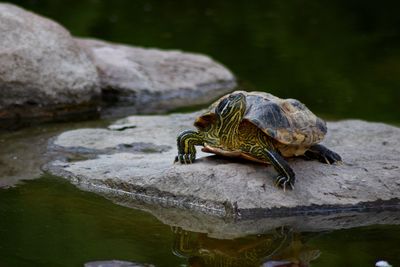 Close-up of lizard on rock in water