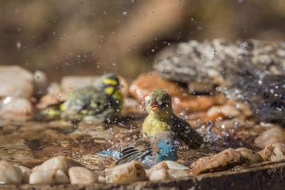 View of birds perching on water