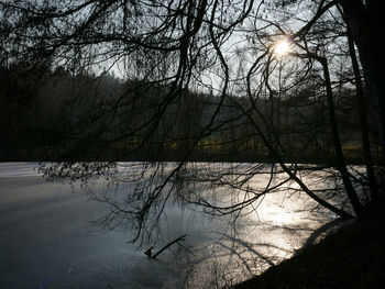 Reflection of bare trees in lake