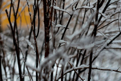 Close-up of bare tree branches during winter
