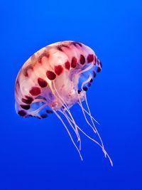 Close-up of jellyfish swimming in sea