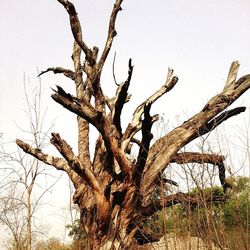 Bare trees on landscape