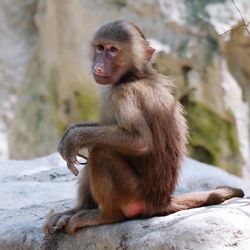 Monkey sitting on rock