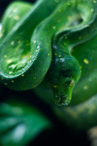 Green tree python