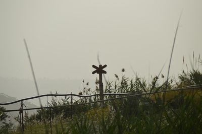 Plants growing on field