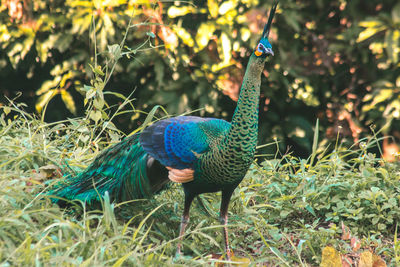 Peacocks walk