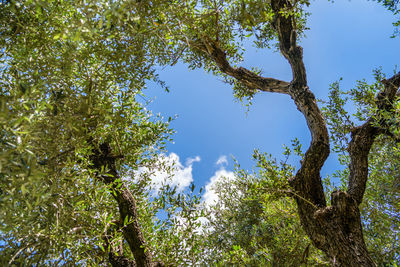 Low angle view of tree against sky