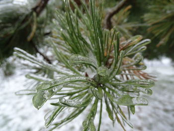 Close-up of plant