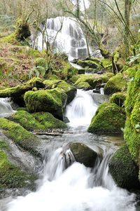 Scenic view of waterfall in forest