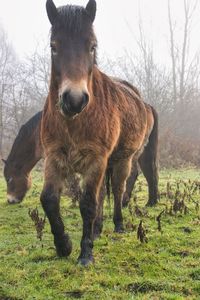 Portrait of a horse on field