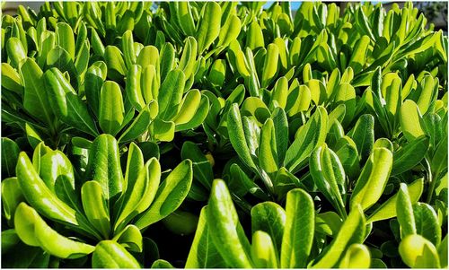 Full frame shot of green leaves