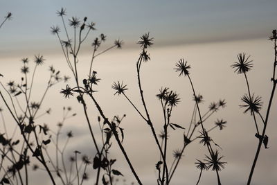 Close-up of flowering plants on field against sky