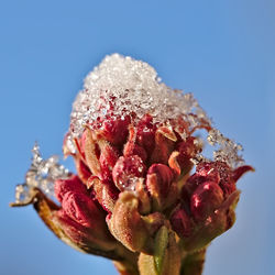 Close-up of red flower with ice against clear blue sky