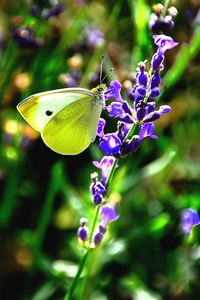 Close-up of butterfly pollinating on purple flower