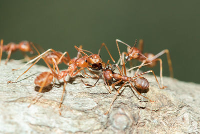 Close-up of ant on rock