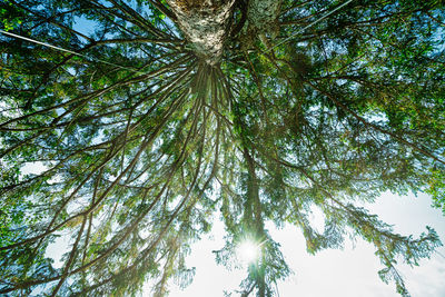 Low angle view of tree against sky