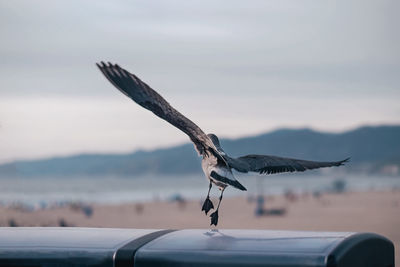 Bird taking off at santa monica pier