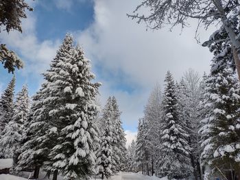 Panoramic view of trees against sky