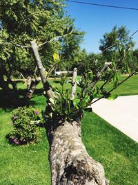 Trees and plants in park