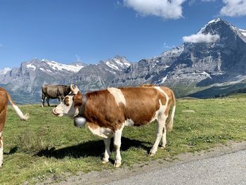 Swiss cow in a field