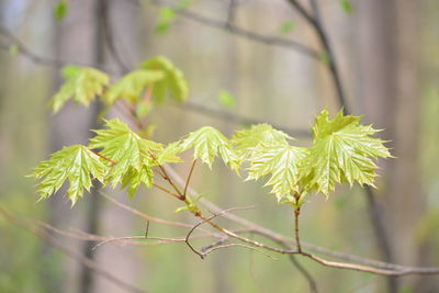 Close-up of fresh green plant